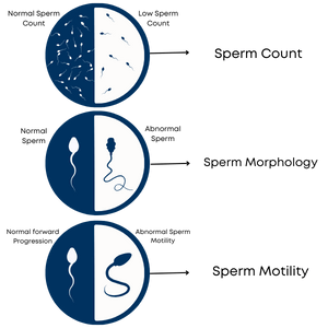 Sperm Quality Declines with Age