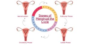 How Do Menstrual Periods, Ovulation, and Fertility Interconnect?