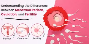 Understanding the Differences Between Menstrual Periods, Ovulation, and Fertility