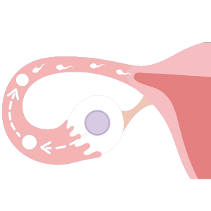 Ovulation