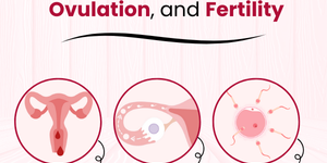 Understanding the Differences Between Menstrual Periods, Ovulation, and Fertility