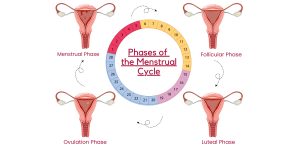 Phases of the Menstrual Cycle