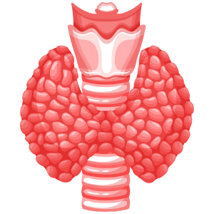 What is the Thyroid Gland?