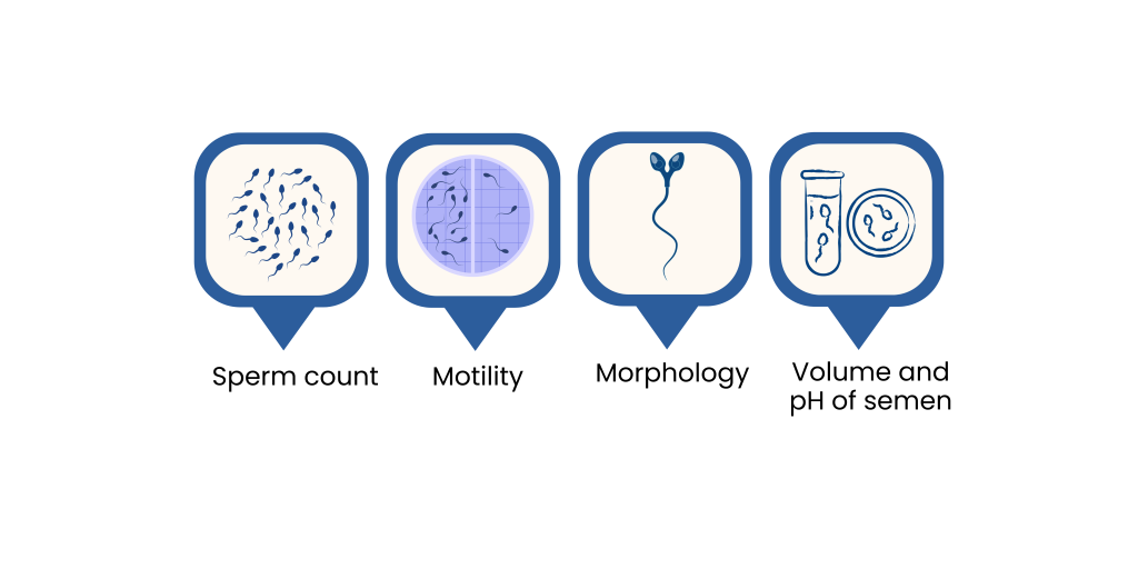 How Fast Does the Body Make New Sperm?
