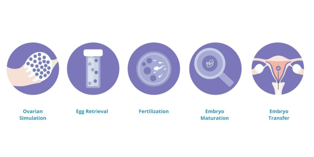 5 Stages of IVF