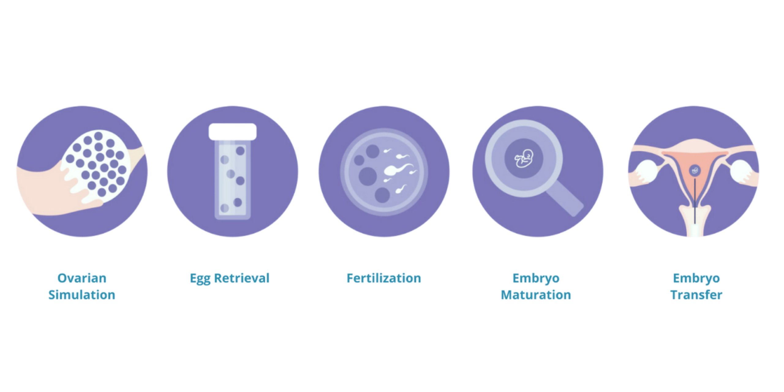5 Stages of IVF